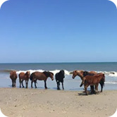 Corolla Vacation Rentals