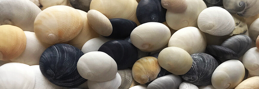 Baby's Ear Moon Snail Shells