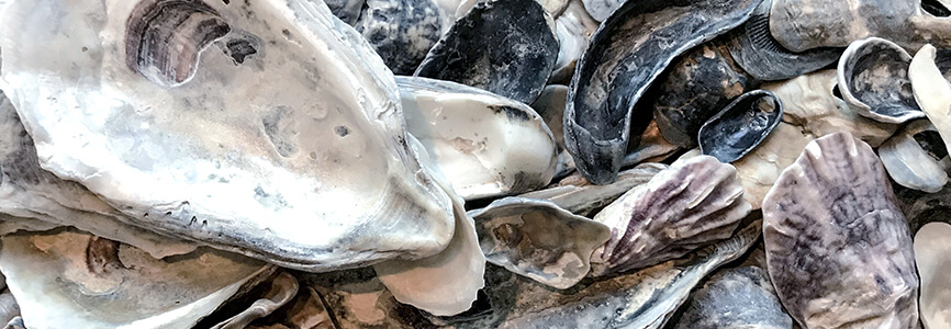 Oyster shells