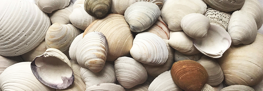 Quahog Shells