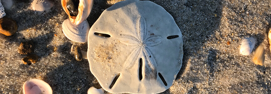 Sand Dollar