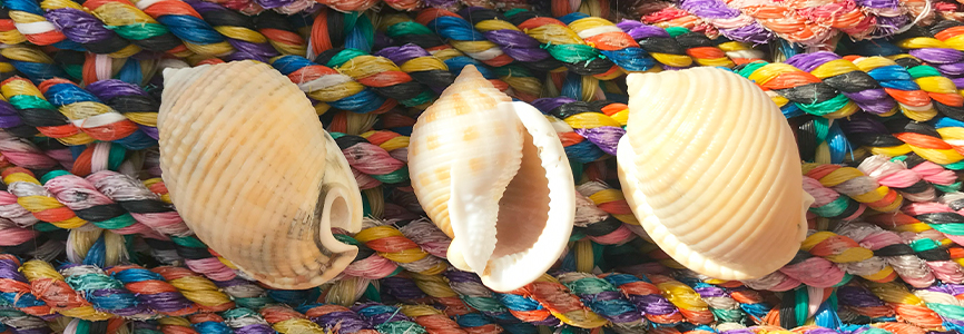 scotch bonnet shells