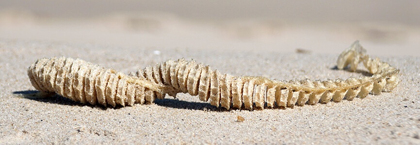 Whelk egg casing on the beach