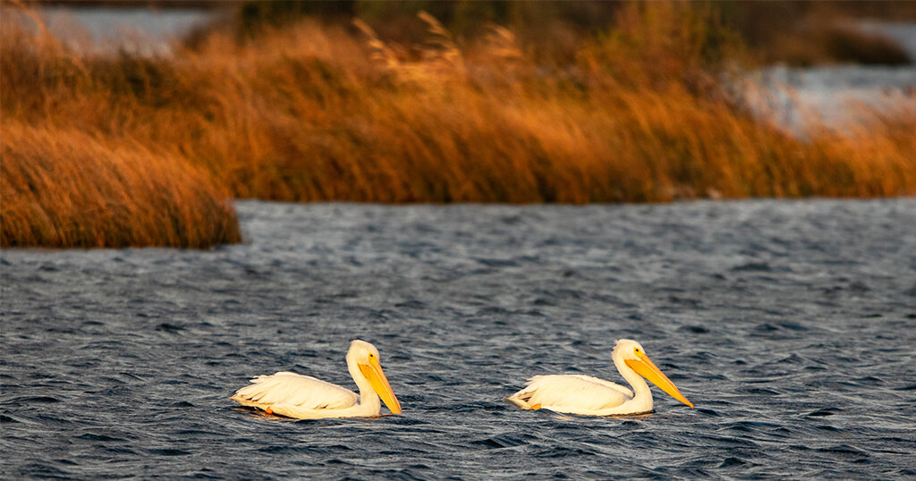 Two white pelicans in the water